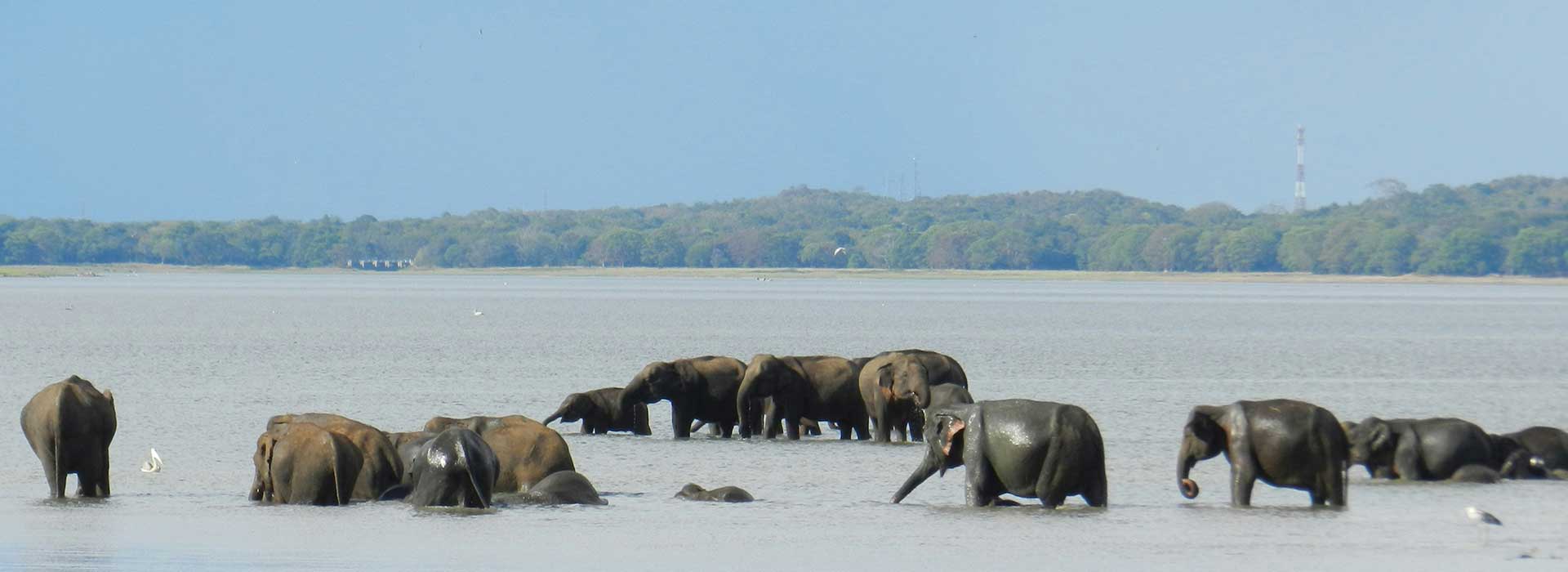 img_elephant
